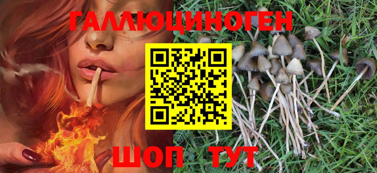 Псилоцибиновые грибы мицелий  Псилоцибиновые грибы Psilocybe  купить  цена  Вход с VPN  Медногорск 